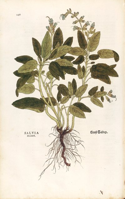 Common Sage (Salvia officinalis) by Leonhard Fuchs