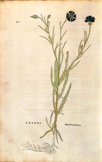 Cornflower by Leonhart Fuchs from 