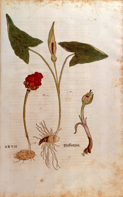 Cuckoo Pint or Italian Lords-and-Ladies (Arum italicum) by Leonhard Fuchs