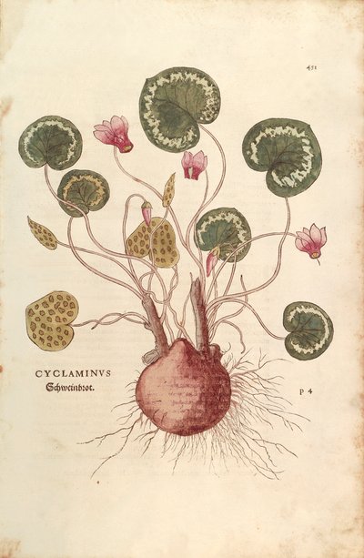 Cyclamen (Cyclaminus) by Leonhard Fuchs