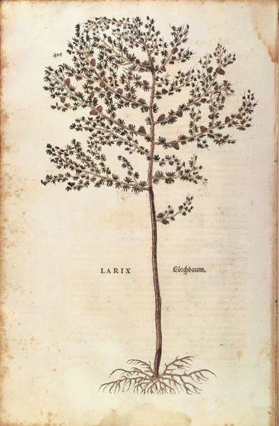 European larch (Larix decidua) from De historia stirpium commentarii insignes (Notable Commentaries on the History of Plants) coloured engraving by Leonhard Fuchs