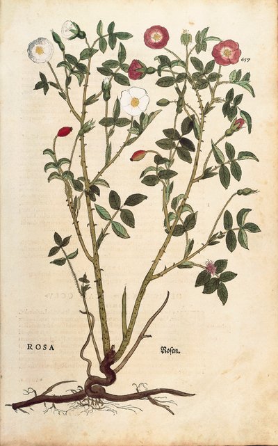 Evergreen Rose (Rosa sempervirens) from Notable Commentaries on the History of Plants by Leonhard Fuchs