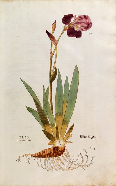 German Iris (Iris florentina) from Notable Commentaries on the History of Plants by Leonhard Fuchs