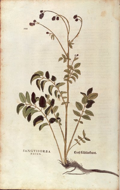 Great Burnet (Sanguisorba officinalis) by Leonhard Fuchs