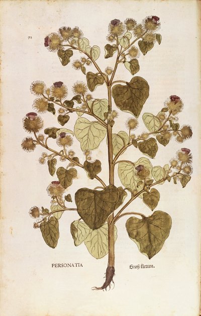 Greater Burdock (Arctium lappa) by Leonhard Fuchs