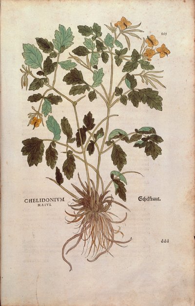Greater celandine (Chelidonium majus) from De historia stirpium commentarii insignes (Notable Commentaries on the History of Plants) coloured engraving by Leonhard Fuchs