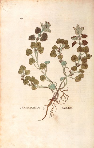 Ground-ivy - Glechoma hederacea (Chamaecissos) by Leonhart Fuchs from De historia stirpium commentarii insignes (Notable Commentaries on the History of Plants) by Leonhard Fuchs