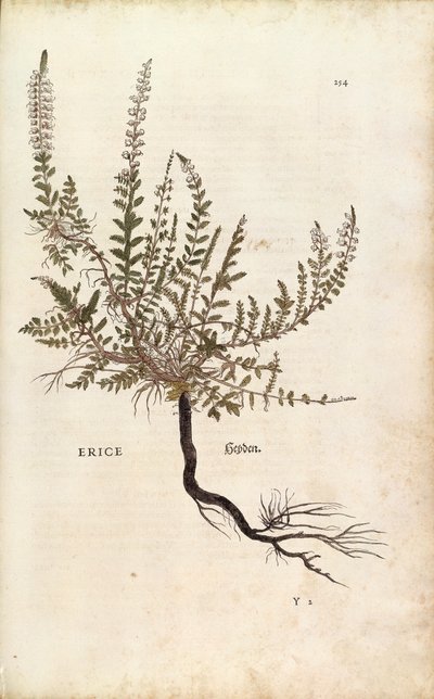 Heather (Calluna vulgaris) from Notable Commentaries on the History of Plants by Leonhard Fuchs