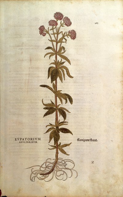 Hemp-agrimony (Eupatorium cannabinum) from Notable Commentaries on the History of Plants by Leonhard Fuchs