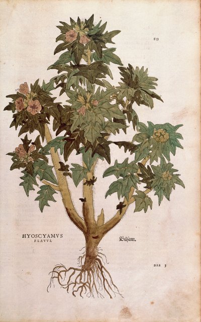 Henbane - Hyoscyamus niger (Hyoscyamus flavus) by Leonhart Fuchs from De historia stirpium commentarii insignes (Notable Commentaries on the History of Plants) by Leonhard Fuchs