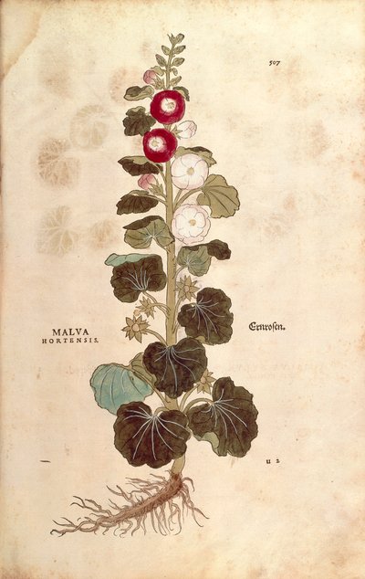 Hollyhock - Malvaceae - Alcea (Malva hortensis) by Leonhart Fuchs from De historia stirpium commentarii insignes (Notable Commentaries on the History of Plants) by Leonhard Fuchs