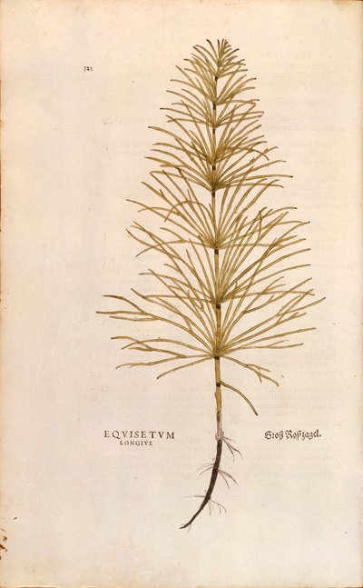 Horsetail - Equisetum arvense (Equisetum longius) from De historia stirpium commentarii insignes (Notable Commentaries on the History of Plants), coloured engraving by Leonhard Fuchs
