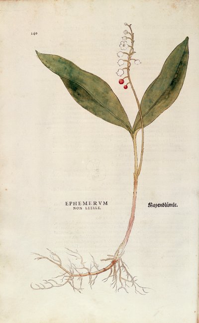 Lily of the Valley - Convallaria majalis (Ephemerum non letale) from De historia stirpium commentarii insignes (Notable Commentaries on the History of Plants), coloured engraving by Leonhard Fuchs