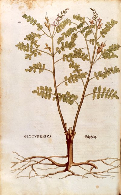 Liquorice or Licorice (Glycyrrhiza glabra) by Leonhard Fuchs