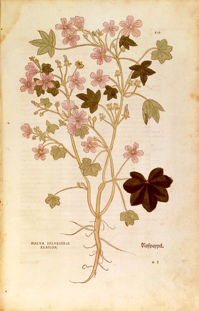 Mallow (Malva sylvestris elatior), Coloured Engraving by Leonhard Fuchs