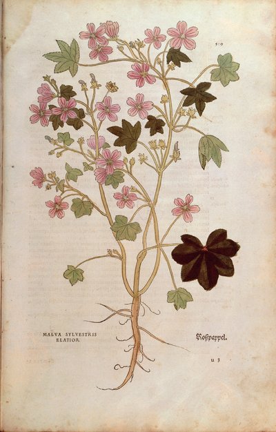 Mallow (Malva sylvestris elatior) by Leonhart Fuchs from De historia stirpium commentarii insignes (Notable Commentaries on the History of Plants) by Leonhard Fuchs
