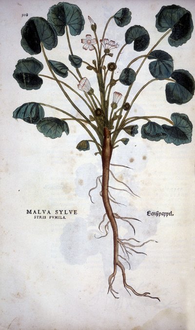 Malva Sylvestre (Great Purple) - in 