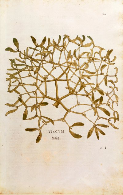 Mistletoe (Viscum album) from De historia stirpium commentarii insignes (Notable Commentaries on the History of Plants) coloured engraving by Leonhard Fuchs