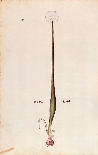 Onion (Allium cepa) from De historia stirpium commentarii insignes (Notable Commentaries on the History of Plants) by Leonhard Fuchs