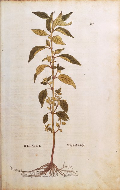 Pellitory-of-the-wall or Lichwort - Parietaria officinalis by Leonhard Fuchs