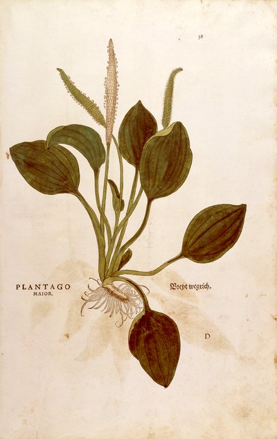 Plantain (Plantago major) from Notable Commentaries on the History of Plants by Leonhard Fuchs