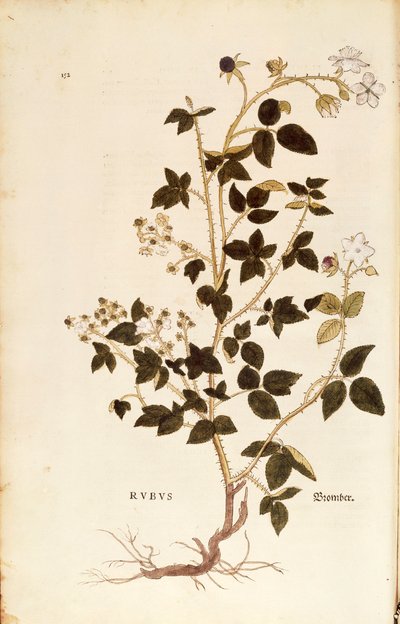 Plate: Dewberry (Rubus) by Leonhard Fuchs