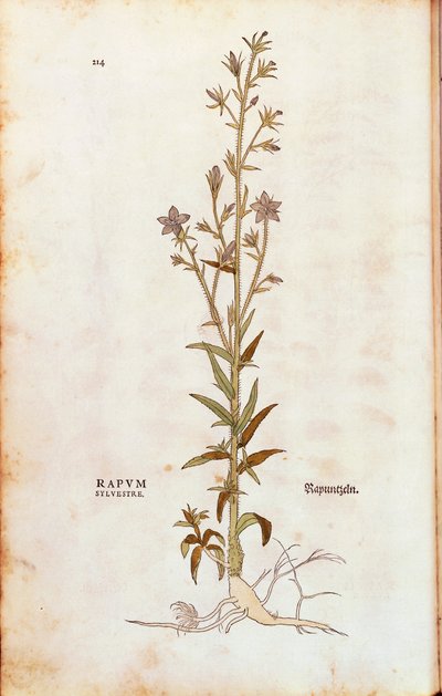 Rampion Bellflower (Campanula rapunculus) from Notable Commentaries on the History of Plants by Leonhard Fuchs
