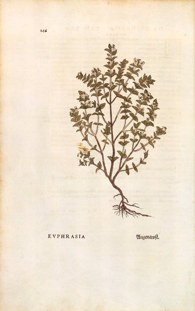 Red Eyebright (Euphrasia officinalis) by Leonhart Fuchs from De historia stirpium commentarii insignes (Notable Commentaries on the History of Plants) by Leonhard Fuchs