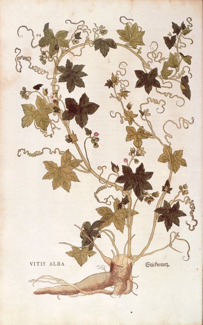 Red Bryony (Bryonia dioica) from Notable Commentaries on the History of Plants by Leonhard Fuchs