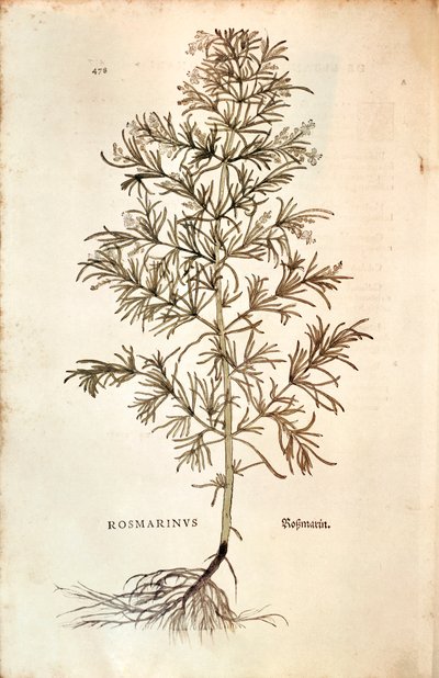Rosemary (Rosmarinus Officinalis) by Leonhard Fuchs