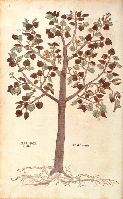 Small-leaved Lime by Leonhart Fuchs from De historia stirpium commentarii insignes by Leonhard Fuchs