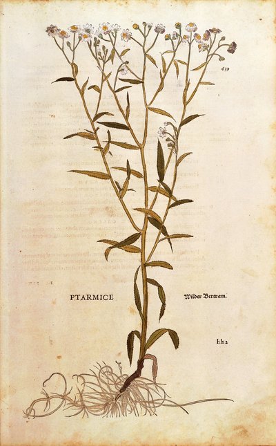 Sneezewort - Achillea ptarmica by Leonhard Fuchs