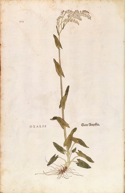 Sorrel or Spinach dock - Rumex acetosa (Oxalis) by Leonhart Fuchs from De historia stirpium commentarii insignes (Notable Commentaries on the History of Plants) by Leonhard Fuchs