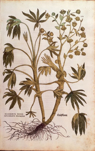 Stinking Hellebore or Dungwort - Helleborus foetidus (Helleborus niger adulterinus sylvestris) by Leonhart Fuchs from De historia stirpium commentarii insignes (Notable Commentaries on the History of Plants) by Leonhard Fuchs