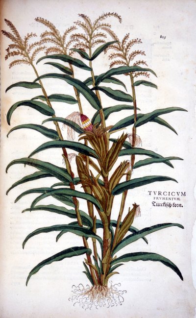The corn - in 