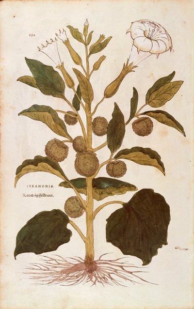 Thorn Apple or Jimson Weed - Datura stramonium by Leonhard Fuchs