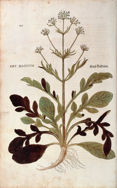 Valerian by Leonhart Fuchs from 