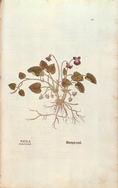 Violet (Viola odorata) by Leonhard Fuchs