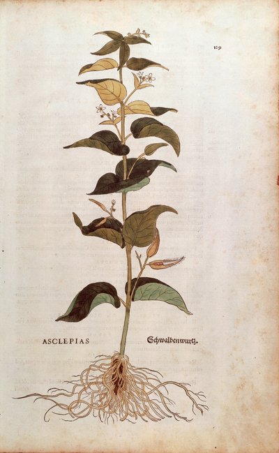 White Swallowwort - Cynanchum vincetoxicum (Asclepias) from De historia stirpium commentarii insignes (Notable Commentaries on the History of Plants) coloured engraving by Leonhard Fuchs