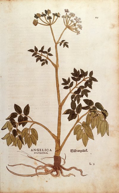 Wild Angelica (Angelica sylvestris) by Leonhard Fuchs