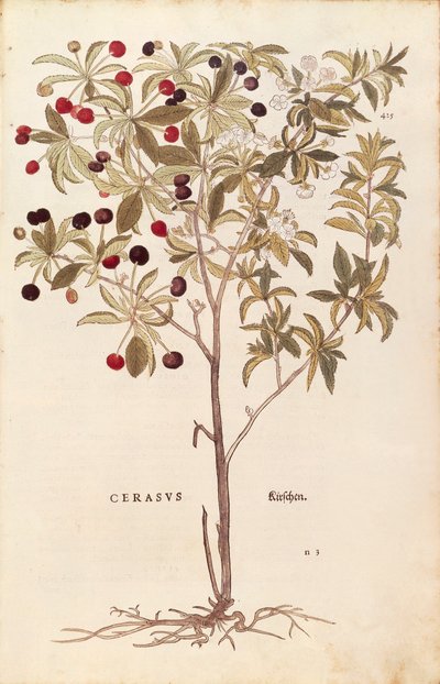 Wild Cherry - Prunus avium by Leonhard Fuchs
