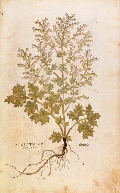 Wormwood - Artemisia absinthium by Leonhard Fuchs
