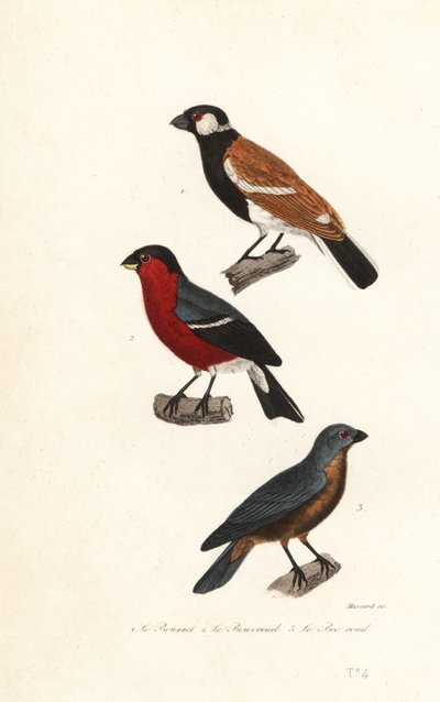 Reunion Bullfinch Species, Eurasian Bullfinch and Blue Grosbeak by Leopold Massard