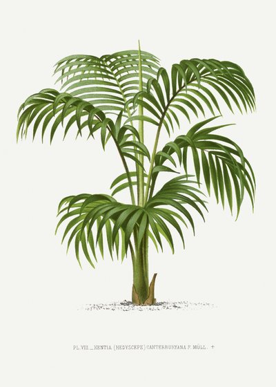 Kentia VII by Les Palmiers Histoire Iconographique