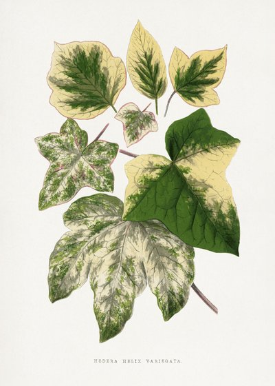 Green Leaf Illustration by Les Plantes a Feuillage Colore