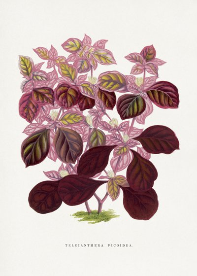 Pink Teleianthera Ficoidea Leaf Illustration by Les Plantes a Feuillage Colore