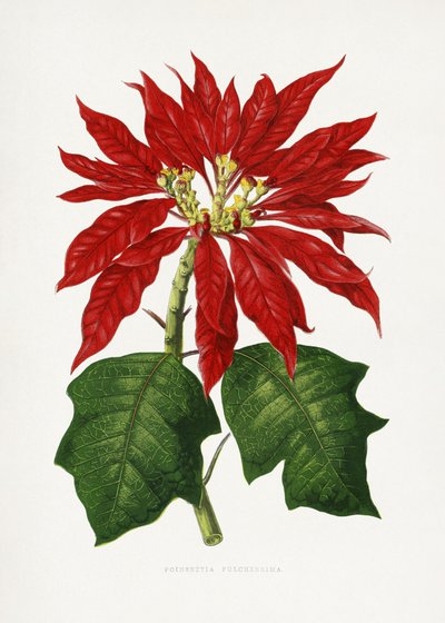 Poinsettia Pulcherrima Leaf Illustration by Les Plantes a Feuillage Colore