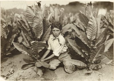 Ten Year Old Picker on Gildersleeve Tobacco Farm by Lewis W. Hine