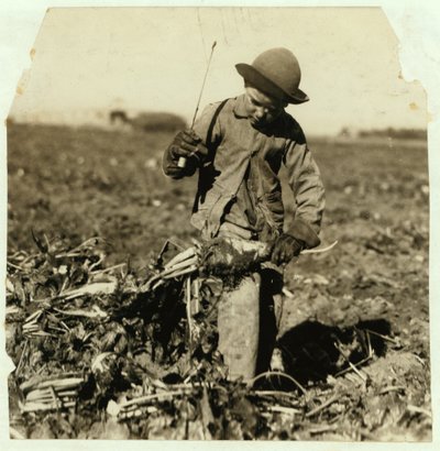 Alex Reiber aged 7 carries on topping sugar beets after 