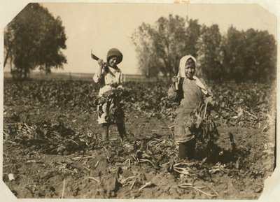 Amelia and Mary Luft, Cutting Sugar Beet on Farm near Sterling, Colorado by Lewis Wickes Hine